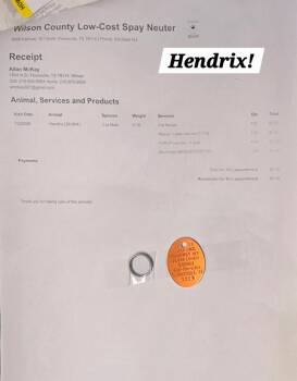 Hendrix -  Domestic Short Hair and Bombay Cat for Adoption in San Antonio, Texas - Hendrix | PetCurious