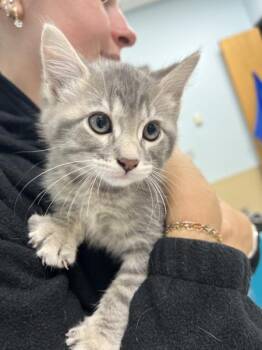Hamilton -  Domestic Short Hair Cat for Adoption in Sioux City, Iowa - Hamilton | PetCurious