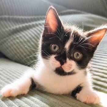 FAYLEN -  Domestic Short Hair Cat for Adoption in Delhi, Ontario - FAYLEN | PetCurious