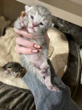 Domestic Short Hair Cats Available for Adoption in Pierceton, Indiana - Lavender | PetCurious