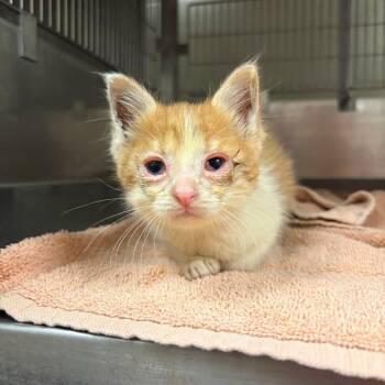 Sir Reginald Fuzzbottom III -  Domestic Medium Hair Cat for Adoption in Bristol, Indiana - Sir Reginald Fuzzbottom III | PetCurious