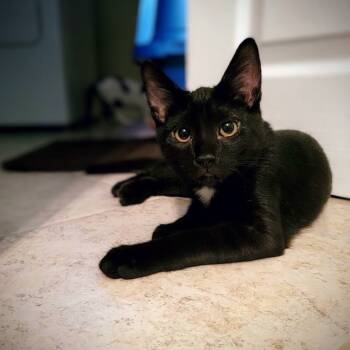 Rescue Domestic Short Hair Cats for Adoption in Lyndhurst, Virginia - Jordy | PetCurious