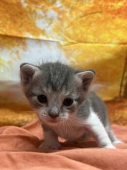 Rescue Domestic Short Hair Cats for Adoption in San Antonio, Texas - Medina | PetCurious