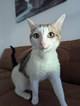 Domestic Short Hair Cats Available for Adoption in Los Angeles, California - Carver The Great | PetCurious