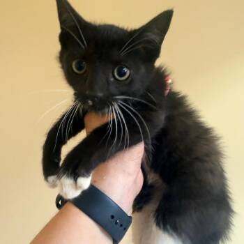 Zoey -  Domestic Short Hair Cat for Adoption in Corinth, Mississippi - Zoey | PetCurious