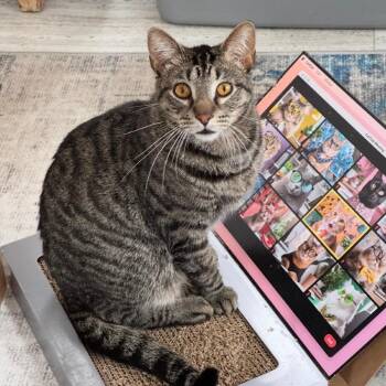 Clyde -  Domestic Short Hair Cat for Adoption in Goshen, Indiana - Clyde | PetCurious