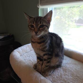 Honey -  Domestic Short Hair and Tabby Cat for Adoption in Mastic, New York - Honey | PetCurious