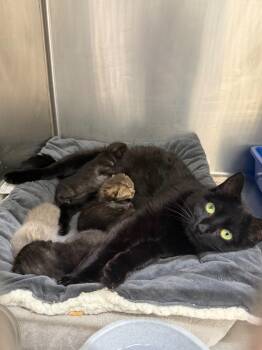 Magnus -  Domestic Short Hair Cat for Adoption in Glenfield, New York - Magnus | PetCurious