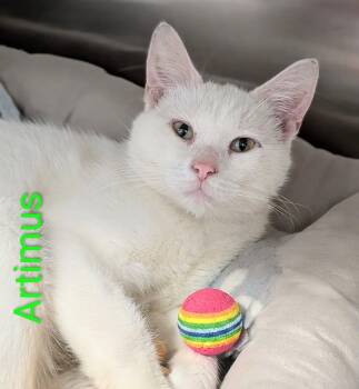 Artemis -  Domestic Short Hair Cat for Adoption in Flint, Michigan - Artemis | PetCurious