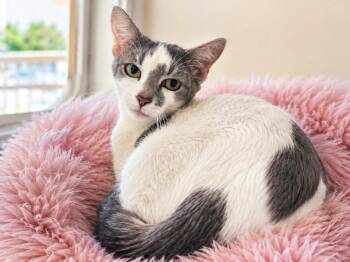 Paris -  Domestic Short Hair Cat for Adoption in Sebastian, Florida - Paris | PetCurious