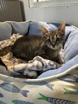 Nugget -  Domestic Medium Hair and Domestic Short Hair Cat for Adoption in New Orleans, Louisiana - Nugget | PetCurious