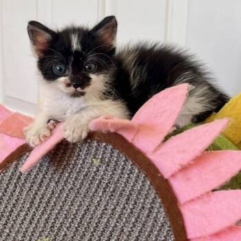 Rescue Domestic Medium Hair Cats for Adoption in Melbourne, Kentucky - Flora | PetCurious