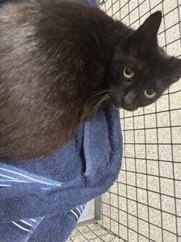 A185074 -  Domestic Short Hair Cat for Adoption in Pasadena, Texas - A185074 | PetCurious