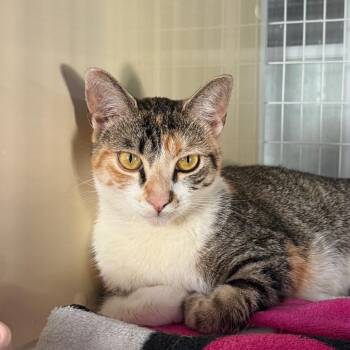 Misty -  Domestic Short Hair Cat for Adoption in Los Angeles, California - Misty | PetCurious