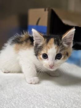 Sunoco -  Domestic Short Hair Cat for Adoption in Westland, Michigan - Sunoco | PetCurious
