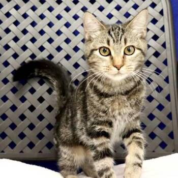 Pam -  Domestic Short Hair Cat for Adoption in Fort Davis, Texas - Pam | PetCurious