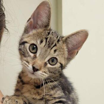 Rookie -  Domestic Short Hair Cat for Adoption in Mazon, Illinois - Rookie | PetCurious