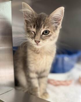 Beetle -  Domestic Medium Hair Cat for Adoption in Oakland, California - Beetle | PetCurious