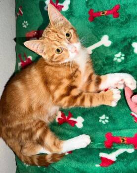 Domestic Short Hair Cats Available for Adoption - Jester | PetCurious