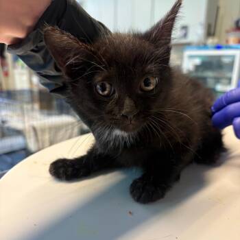 Domestic Short Hair Cats Available for Adoption in Huntington, West Virginia - Midknight | PetCurious