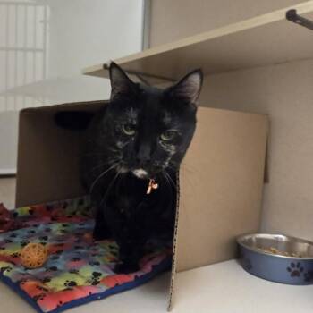 Bunke -  Domestic Short Hair Cat for Adoption in Ballston Spa, New York - Bunke | PetCurious