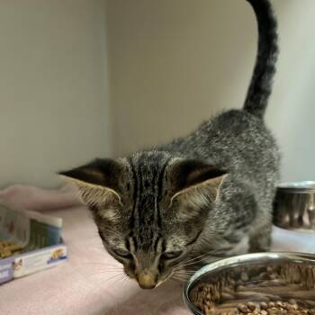 72469 -  Domestic Short Hair Cat for Adoption in Harrisonburg, Virginia - 72469 | PetCurious
