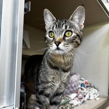 Elizabeth TAILor -  Domestic Short Hair Cat Available for Adoption in Eatontown, New Jersey - Elizabeth TAILor | PetCurious