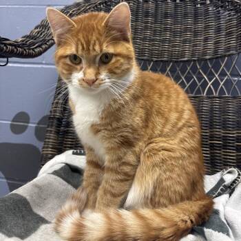 Mario -  Domestic Short Hair Cat for Adoption in Marshalltown, Iowa - Mario | PetCurious