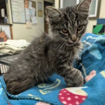 Rescue Domestic Medium Hair Cats for Adoption in Bastrop, Texas - Poncho 25-10-163 | PetCurious