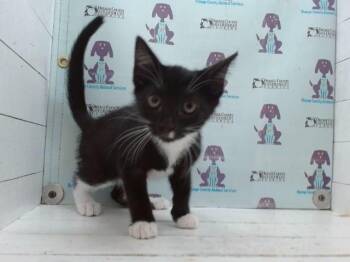 UNICORN -  Domestic Short Hair Cat for Adoption in Orlando, Florida - UNICORN | PetCurious