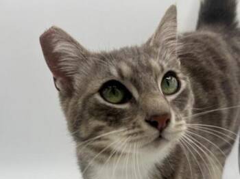 Purkins -  Domestic Short Hair Cat for Adoption in Portland, Oregon - Purkins | PetCurious