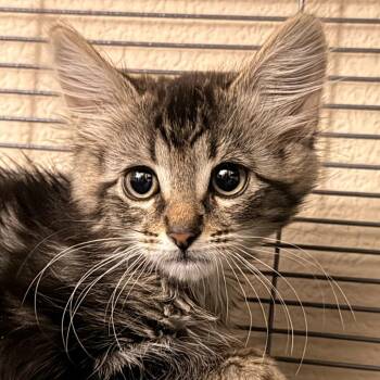 Charly Brown -  Domestic Medium Hair Cat for Adoption in Pleasanton, California - Charly Brown | PetCurious