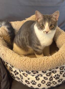 Doby Gray -  American Shorthair Cat for Adoption in New Blaine, Arkansas - Doby Gray | PetCurious