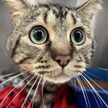 Furrnando -  Domestic Short Hair Cat for Adoption in Kanab, Utah - Furrnando | PetCurious