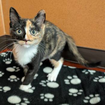 Bella -  Domestic Short Hair Cat for Adoption in Rochester, Minnesota - Bella | PetCurious