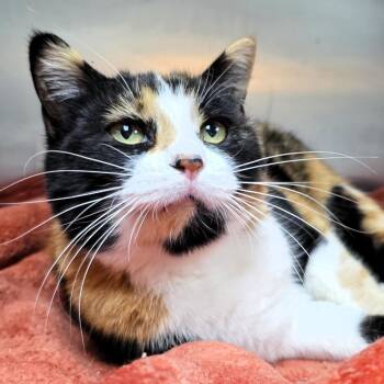 Sunset -  Domestic Short Hair Cat for Adoption in Michigan City, Indiana - Sunset | PetCurious