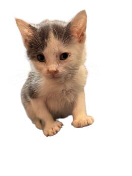 Rescue American Shorthair Cats for Adoption in Grove, Oklahoma - Baby Gracie | PetCurious