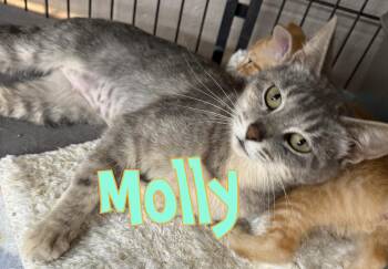 Rescue Domestic Short Hair Cats for Adoption in Lebanon, Kentucky - Molly | PetCurious