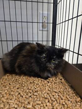 Rescue Domestic Long Hair Cats for Adoption in Jackson, Tennessee - Giselle | PetCurious