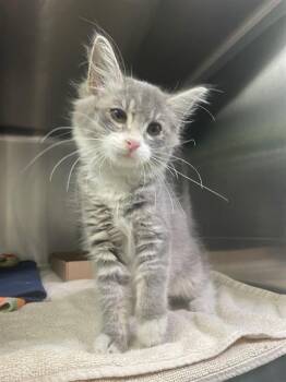 SOFIA -  Domestic Long Hair Cat for Adoption in Rancho Cucamonga, California - SOFIA | PetCurious