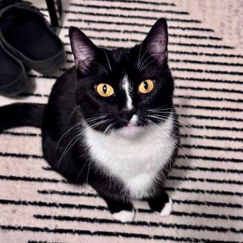 Tuxedo and Domestic Short Hair Cats Available for Adoption in Tulsa, Oklahoma - Toast | PetCurious