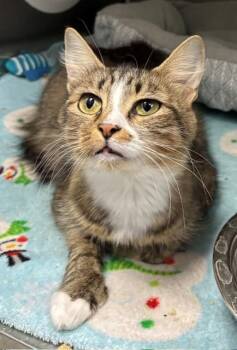 Domestic Medium Hair Cats Available for Adoption in Allegan, Michigan - Mortica  | PetCurious