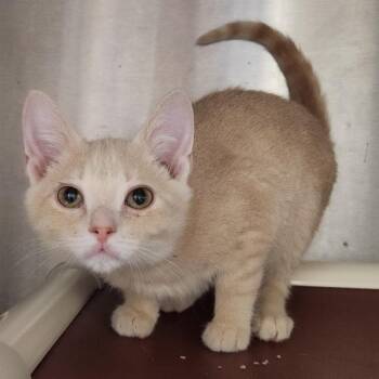 Mouse -  Domestic Short Hair Cat for Adoption in Fort Wayne, Indiana - Mouse | PetCurious