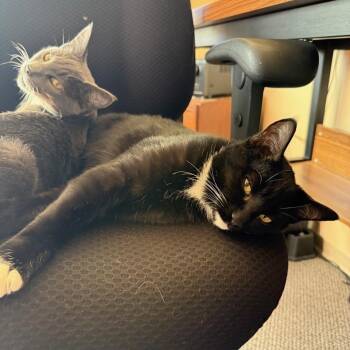 Rescue Tuxedo Cats for Adoption in Springfield, Oregon - Vincent | PetCurious