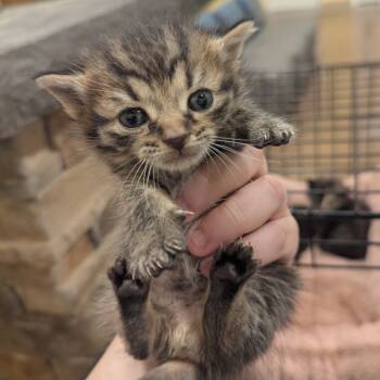 Rescue Domestic Short Hair and Domestic Medium Hair Cats for Adoption in Lynchburg, Virginia - Catmint | PetCurious