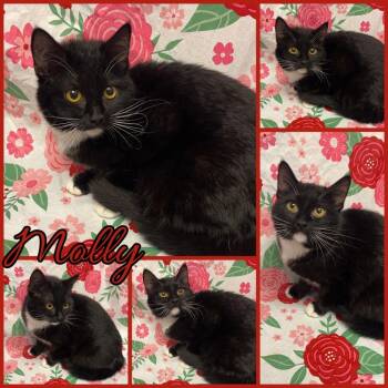 Domestic Short Hair Cats Available for Adoption in Naperville, Illinois - Molly | PetCurious