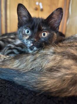 Irish -  Domestic Short Hair Cat for Adoption in Topeka, Kansas - Irish | PetCurious