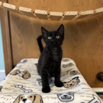 Apple Fritter--In Foster -  Domestic Short Hair Cat for Adoption in Fargo, North Dakota - Apple Fritter--In Foster | PetCurious