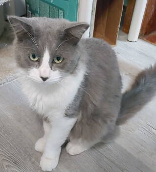 Rescue Domestic Long Hair Cats for Adoption in Pompano Beach, Florida - Felix | PetCurious