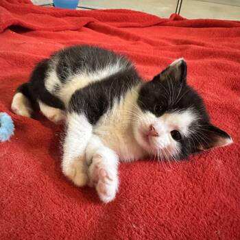 Domestic Medium Hair Cats Available for Adoption - Snowball 0426  OS | PetCurious
